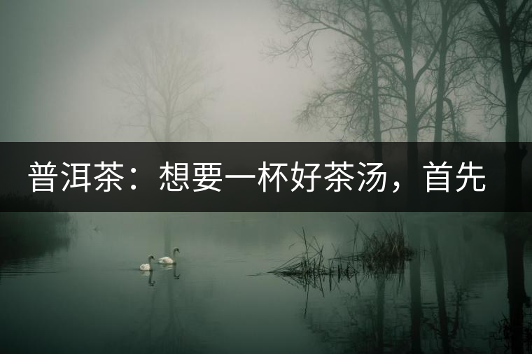 普洱茶：想要一杯好茶湯，首先要會醒茶