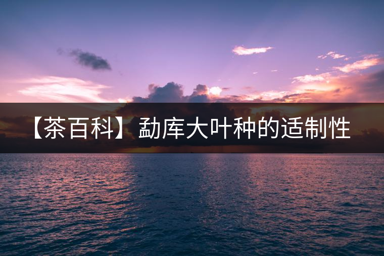 【茶百科】勐庫大葉種的適制性。 【茶百科】勐庫大葉種的適制性。
