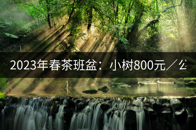 2023年春茶班盆：小樹800元／公斤，古樹1600-2200元／公斤