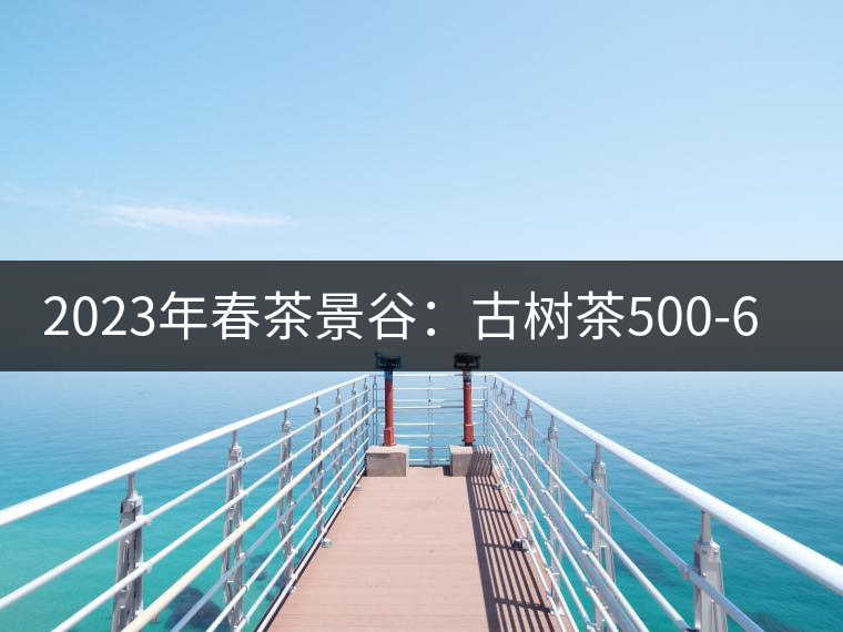 2023年春茶景谷：古樹茶500-600元／公斤，紫芽茶300-480元／公斤，白芽茶1200-2000元／公斤。