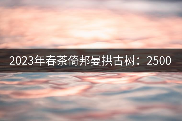 2023年春茶倚邦曼拱古樹(shù)：2500-3000元／公斤，貓耳朵6000元／公斤