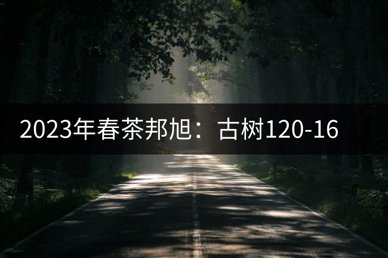 2023年春茶邦旭：古樹120-160元／公斤