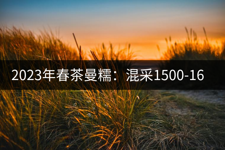 2023年春茶曼糯：混采1500-1600元／公斤，挑采2000-2400元／公斤