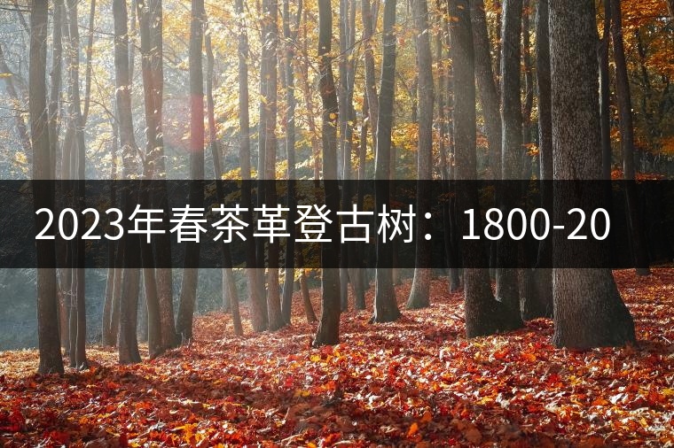 2023年春茶革登古樹(shù):1800-2000元/公斤 2023年春茶革登古樹(shù):1800-2000元/公斤
