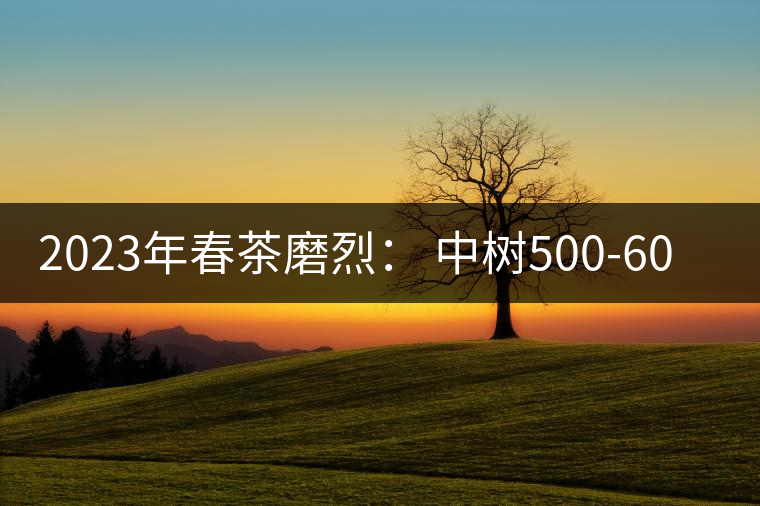2023年春茶磨烈： 中樹500-600元／公斤，古樹混采：2200-2600元／公斤