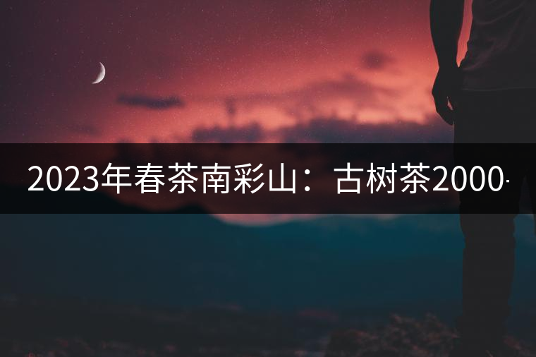 2023年春茶南彩山：古樹茶2000-2200元／公斤，大樹混采1200-1500元／公斤。