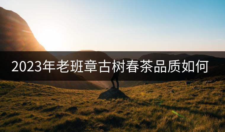 2023年老班章古樹春茶品質(zhì)如何？