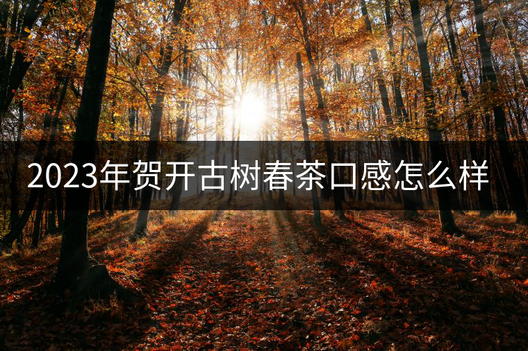 2023年賀開古樹春茶口感怎么樣？