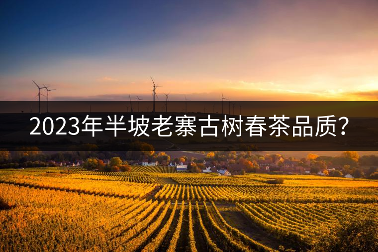 2023年半坡老寨古樹春茶品質(zhì)? 2023年半坡老寨古樹春茶品質(zhì)?