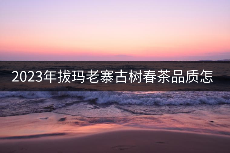 2023年拔瑪老寨古樹(shù)春茶品質(zhì)怎么樣？