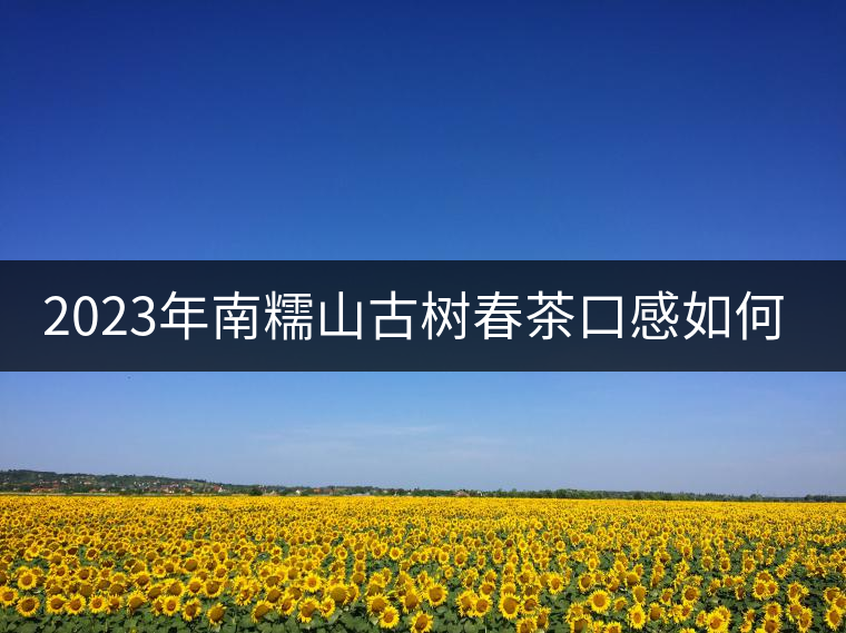 2023年南糯山古樹春茶口感如何？