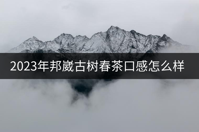 2023年邦崴古樹春茶口感怎么樣? 2023年邦崴古樹春茶口感怎么樣?