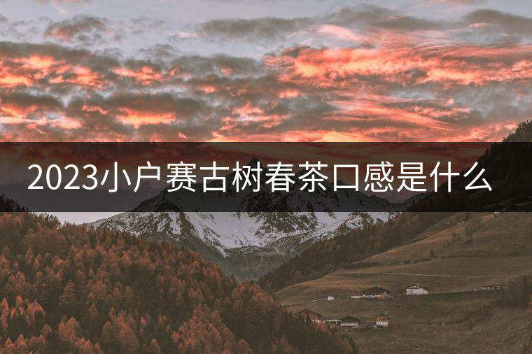2023小戶賽古樹春茶口感是什么? 2023小戶賽古樹春茶口感是什么?