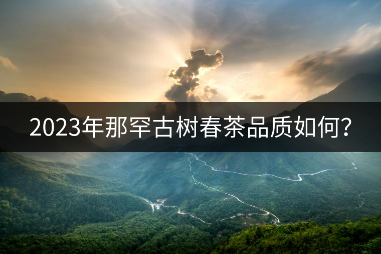 2023年那罕古樹春茶品質如何? 2023年那罕古樹春茶品質如何?