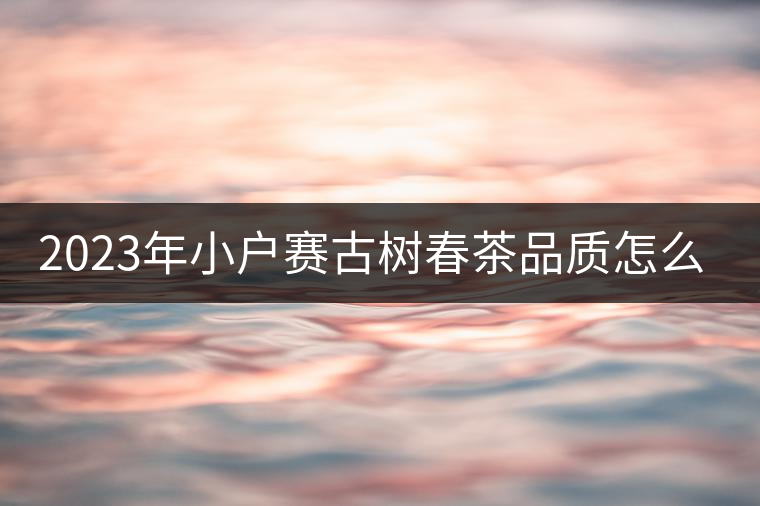 2023年小戶賽古樹春茶品質(zhì)怎么樣？