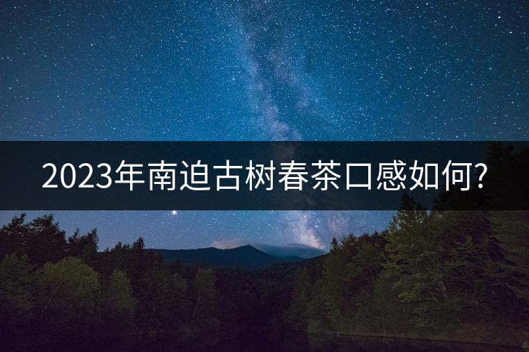 2023年南迫古樹(shù)春茶口感如何? 2023年南迫古樹(shù)春茶口感如何?