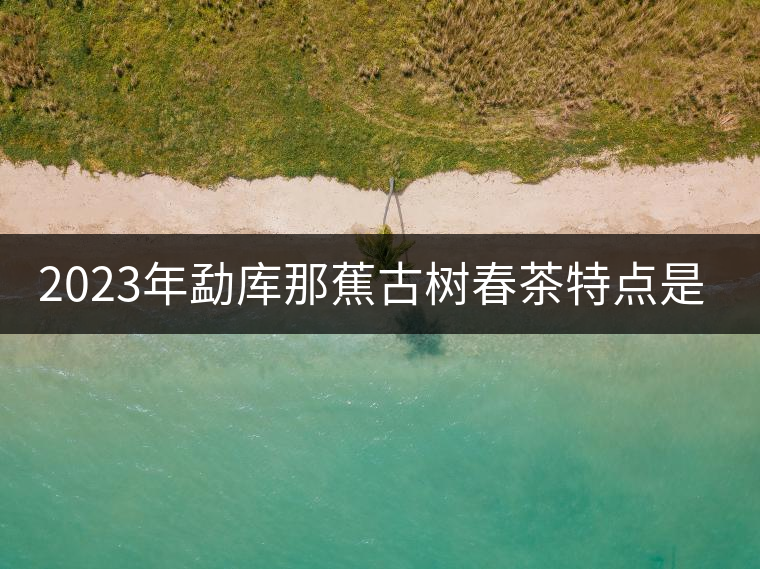 2023年勐庫那蕉古樹春茶特點(diǎn)是什么？