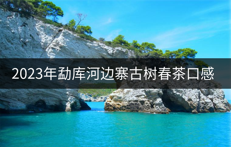 2023年勐庫河邊寨古樹春茶口感怎么樣? 2023年勐庫河邊寨古樹春茶口感怎么樣?