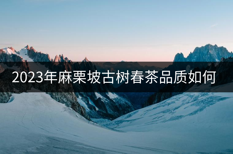 2023年麻栗坡古樹春茶品質(zhì)如何？