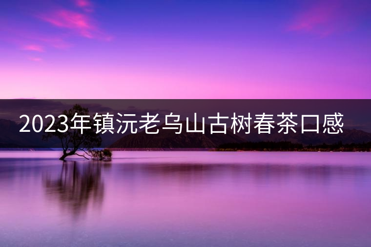 2023年鎮(zhèn)沅老烏山古樹春茶口感怎么樣？