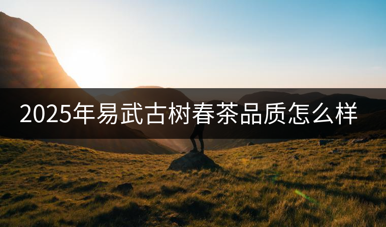 2025年易武古樹(shù)春茶品質(zhì)怎么樣？