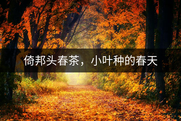 倚邦頭春茶,小葉種的春天 倚邦頭春茶,小葉種的春天