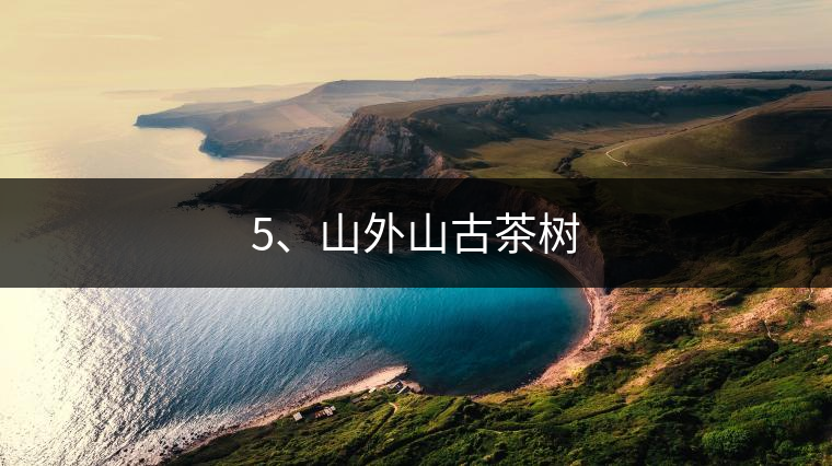 5、山外山古茶樹(shù)