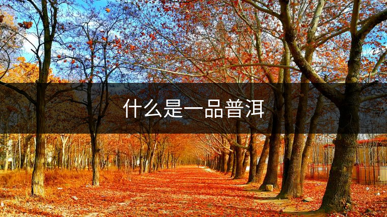 什么是一品普洱 什么是一品普洱