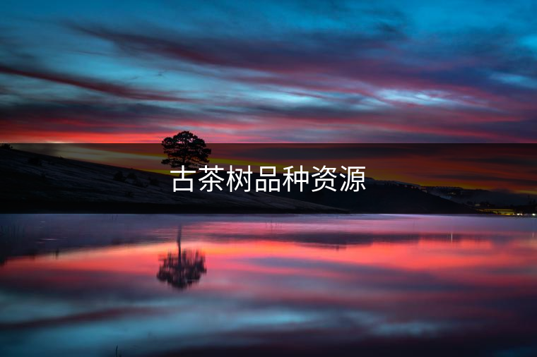 古茶樹品種資源