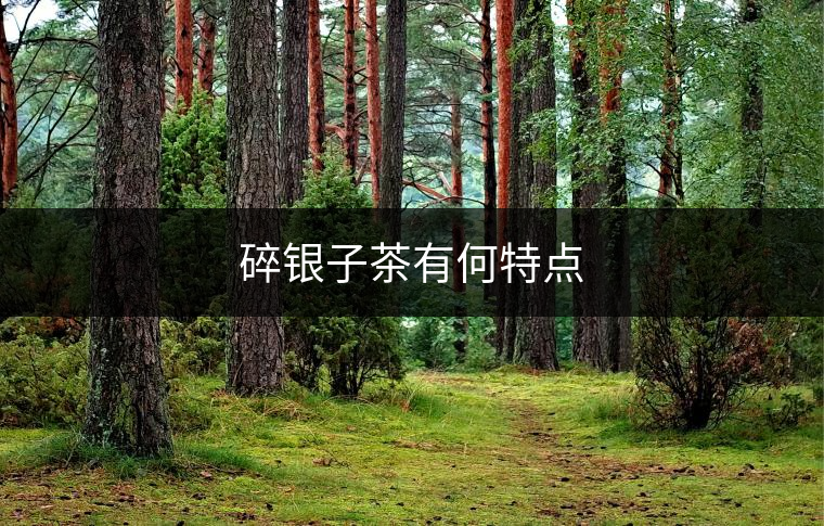 碎銀子茶有何特點(diǎn)