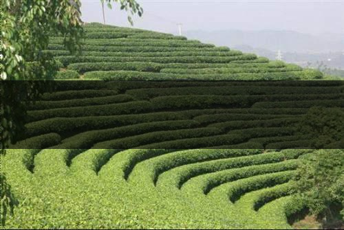 云南茶業(yè)概況簡(jiǎn)單介紹（一講）