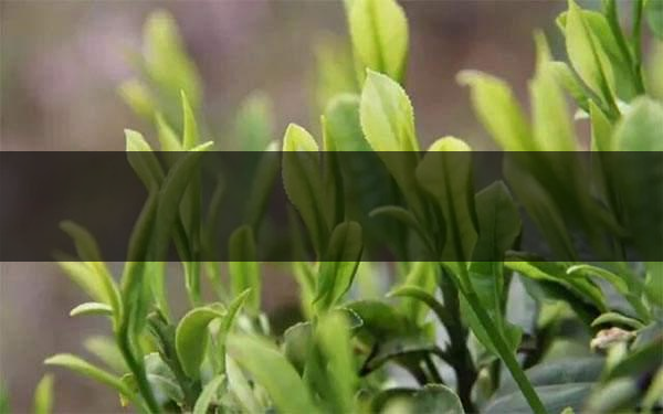 什么是雨前茶？雨前茶有何特點(diǎn)？