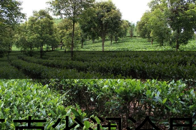 云南省瀾滄縣茶業(yè)概況簡(jiǎn)述（第二章）