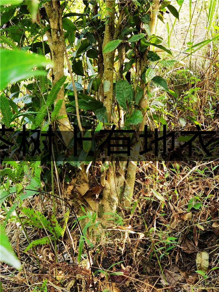 茶樹上有地衣或苔蘚是不是有害的？