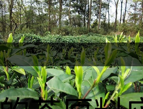 好的茶原料應(yīng)具備的幾個必要條件？