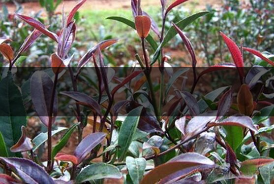 紫鵑茶為什么沒(méi)人買-紫鵑茶適合做什么茶-2