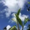 學(xué)普洱茶,必看的一本書