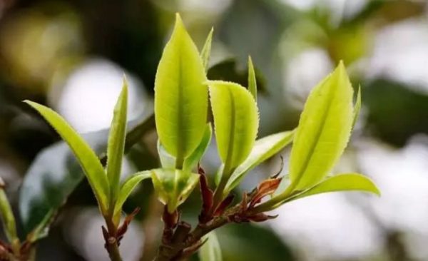 一杯刮風(fēng)寨，邂逅山野之韻