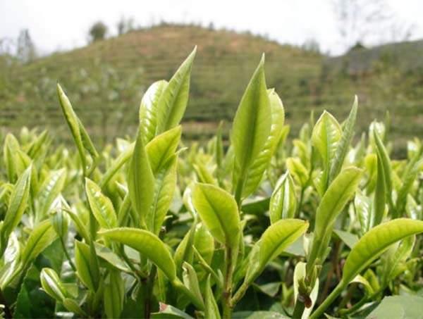 春茶到底好在哪里？