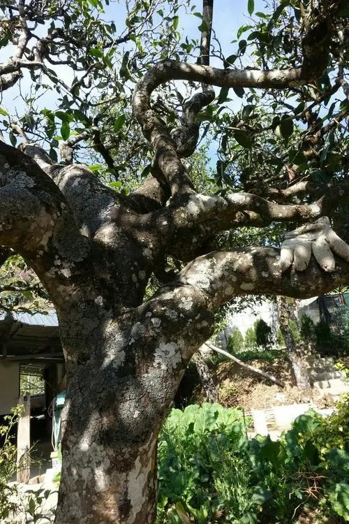 2021年冰島秋茶為何也受喜愛(ài)？