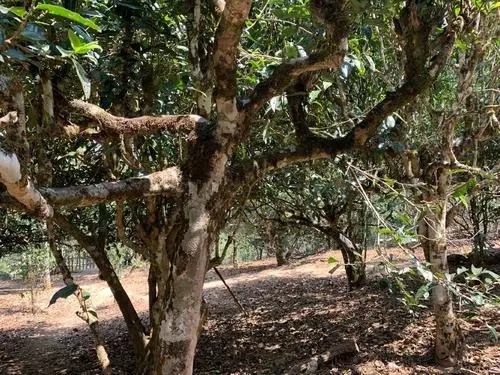 2021年磨烈古樹秋茶口感有什么特點(diǎn)？