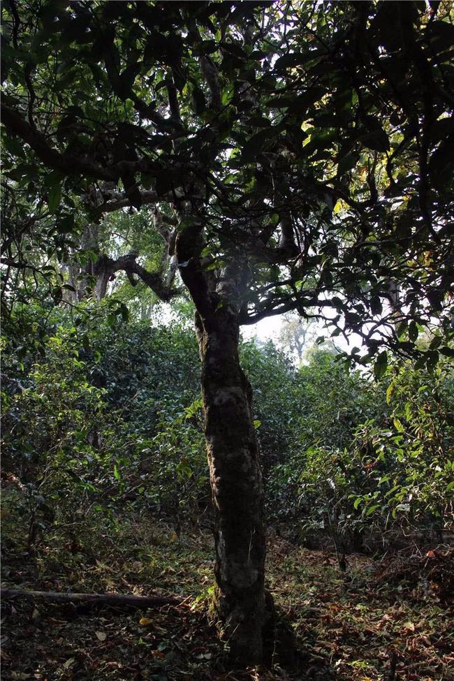 2021年大戶賽古樹秋茶特點(diǎn)？