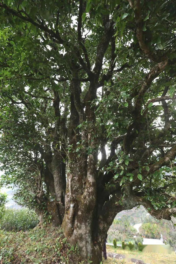 2021臨滄大戶賽秋茶因何被稱為潛力股？