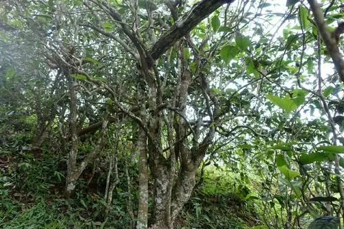 2021年昔歸古樹秋茶特點(diǎn)是什么？