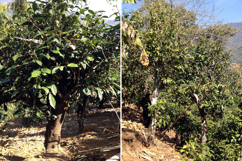 2021年忙肺古樹秋茶特點(diǎn)是什么？