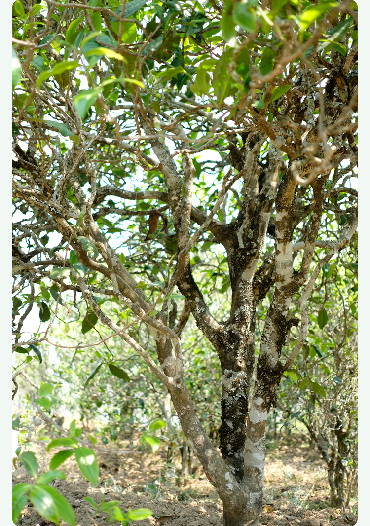 2021梅子箐古樹秋茶甜如冰島、香似昔歸:人間三月,怎么少得了梅子箐?