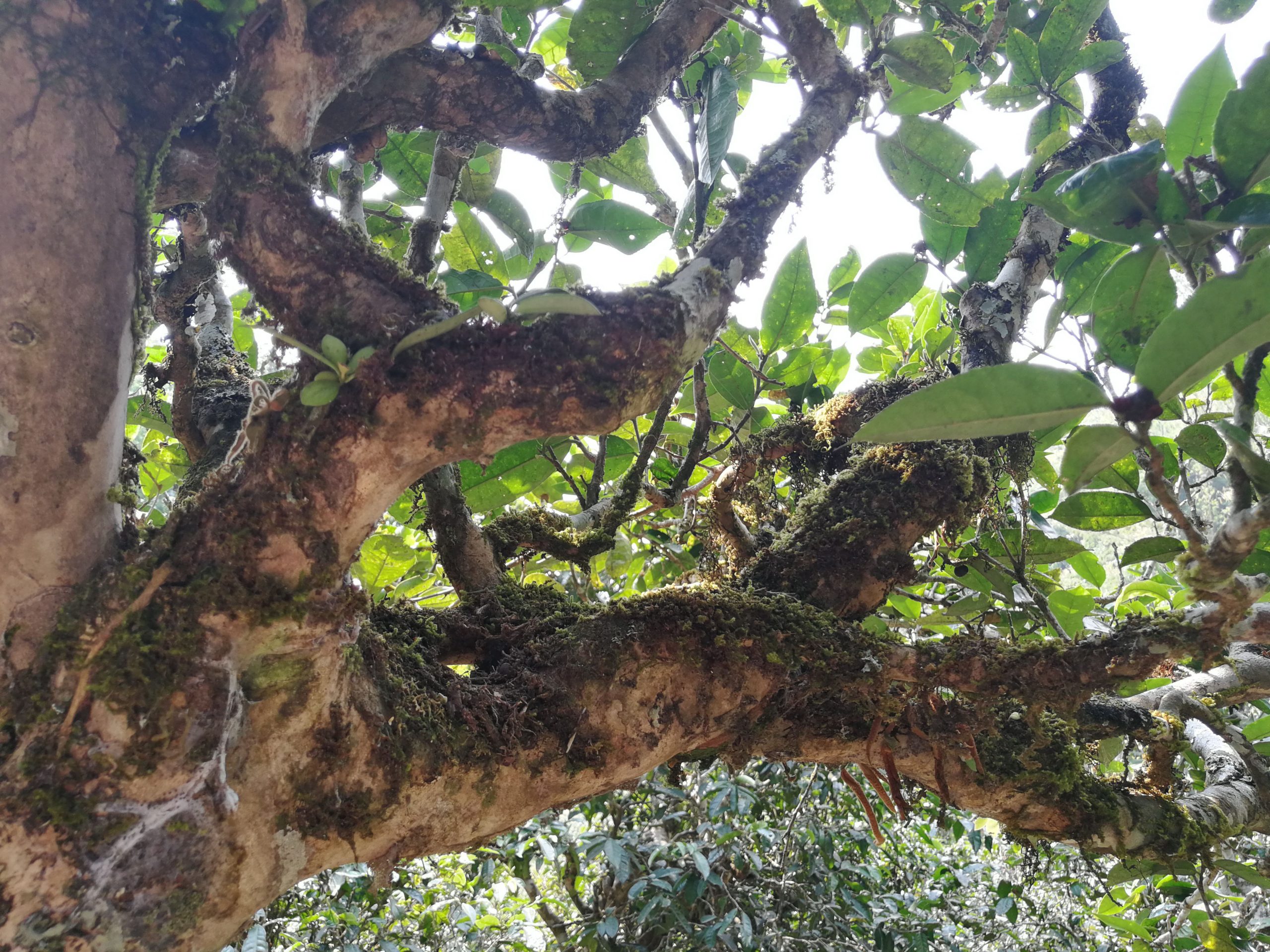 2021年勐宋那卡古樹秋茶品鑒實錄！