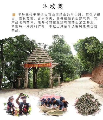 2021年南糯山半坡老寨古樹秋茶品鑒！