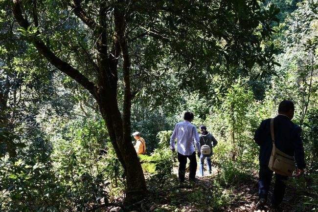 2021年南糯山拔瑪老寨古樹秋茶特點是什么？