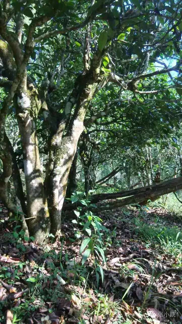 2022年景谷苦竹山古樹春茶價(jià)格多少？